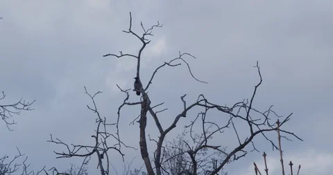 Bird flying away from tree 1 Stock Footage 89728470