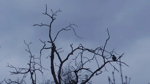 Bird flying away from tree 2 Stock Footage 89728906