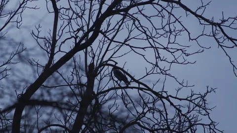 Bird flying away from tree 3 Stock Footage 89728694