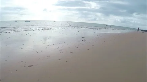 Bird flying on the beach Stock Footage 102844999