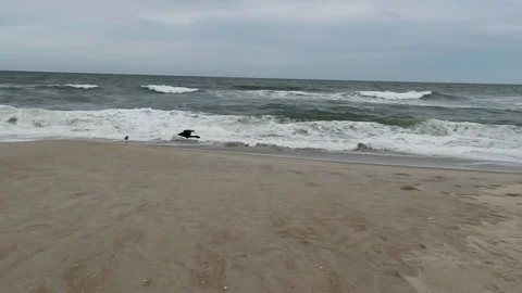 Bird Flying at the Beach slow motion Stock Footage 75140018