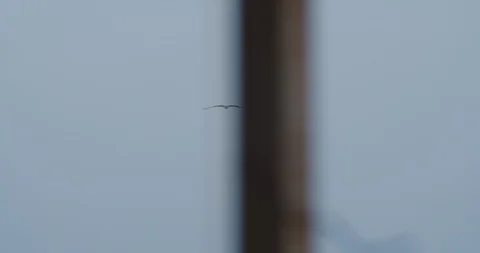Bird flying on the blue sky 2 Stock Footage 127622765