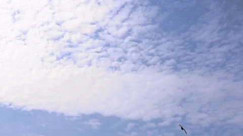 Bird flying with a blue sky as a background, Slow Motion 库存影片 108586408