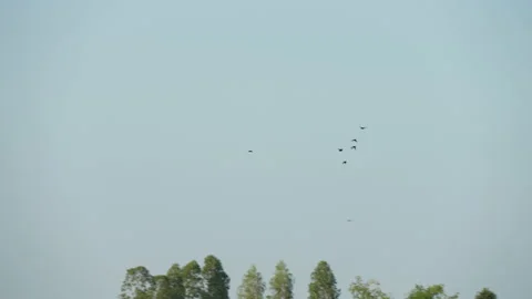 Bird flying on blue sky background Stock Footage 218619804