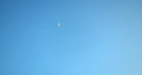 Bird Flying With Blue Sky &amp; Clouds Behind, Slow Motion Видео 142014412