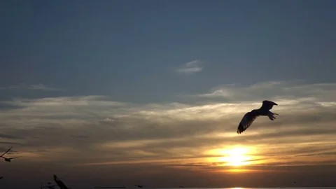 Bird flying on blue sky Stock Footage 73566313