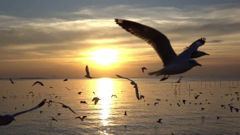 Bird flying on blue sky in sunset, slow motion shot Stock Footage 77011658