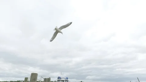 BIRD FLYING AT BOAT DOCK Stock Footage 104838678