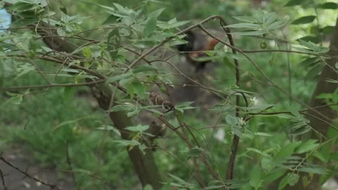 Bird flying off a branch  in slow motion Stock Footage 276519626