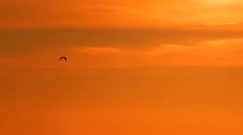 Bird flying into bright orange sunset Vídeos de archivo 45480530