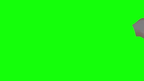 Bird Flying on Chroma Key for Compositing Stock Footage 337990475