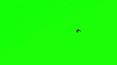 Bird Flying Chroma Key Video stock 44958249