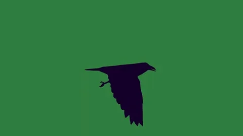 Bird Flying - Chroma Key Green Screen Footage Stock Footage 338016301