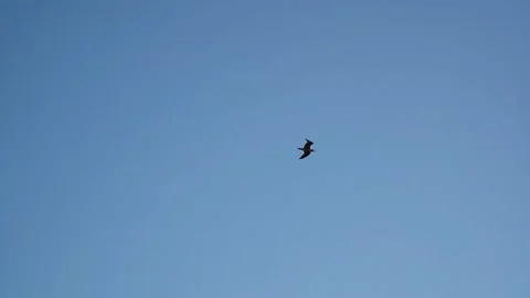 Bird Flying on a clear blue sky Stock Footage 149475350