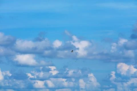 Bird flying on clear blue sky heap white cloud over on sea Ilustração Stock
