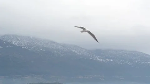 Bird flying close up Stock Footage 154002838