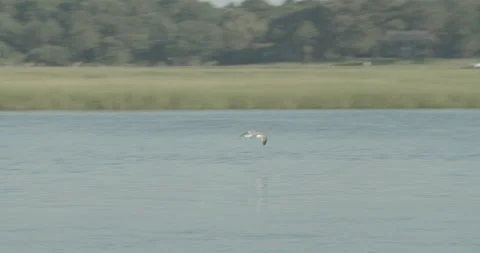 Bird Flying Close to River Water Stock Footage 134281728