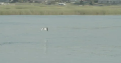 Bird Flying Close to Water Stock Footage 134281819