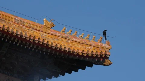A bird flying off the Closed Forbidden City during COVID-19 outbreak in Beijing Stock Footage 127740853