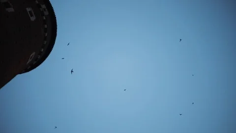 Bird flying in clouds dark blue sky background. Bird silhouette. Cloudy weather Stock Footage 94531974