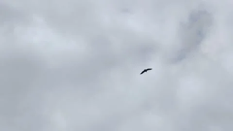 Bird flying in cloudy sky Stock-Footage 201539039