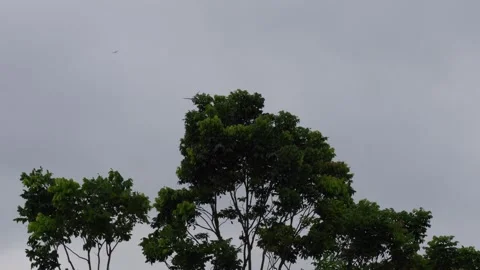 A bird is flying in the cloudy sky Stock Footage 316229971