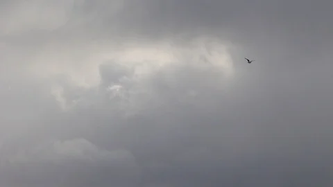 Bird Flying In Cloudy Sky MVI 0264 Video stock 91601937