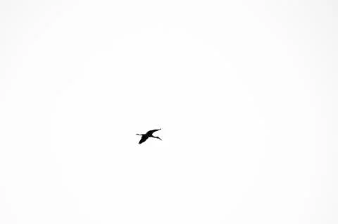 A bird flying in cloudy sky Stock Photos