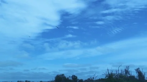 Bird Flying in Cloudy Sky Slow Motion Stock Footage 75131839