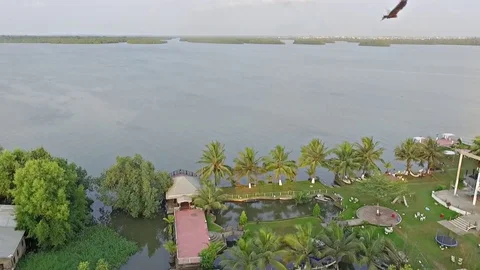 Bird flying on the coast Stock Footage 80936440