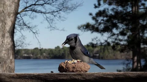 Bird flying off into the distance. Video stock 148676796