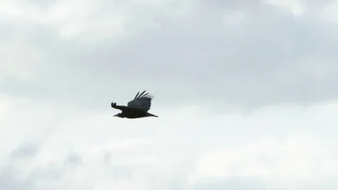 Bird flying in Ethiopia Stock Footage 79577741
