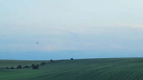 The bird is flying far above the rye field.,blue sky Video stock 91870063