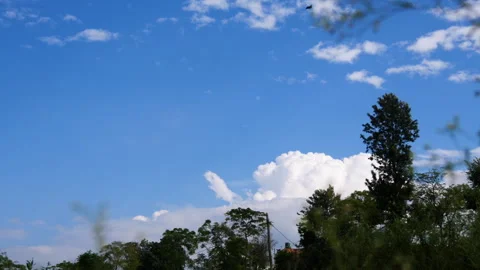A bird flying by fast in a diagonal line, green nature with blue sky Stock Footage 258005900