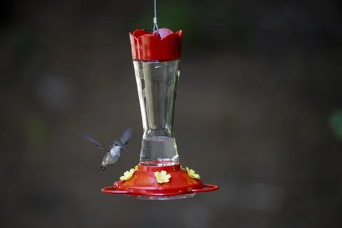 Bird flying into focus Stock Photos