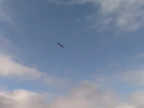 Bird Flying 库存影片 1043784