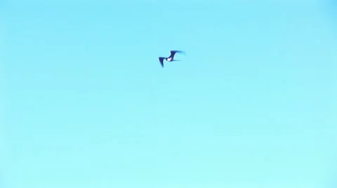 Bird flying Stock Footage 10839851