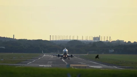 Bird flying in the front of the airplane which is taking off at the airport Stock Footage 129147097
