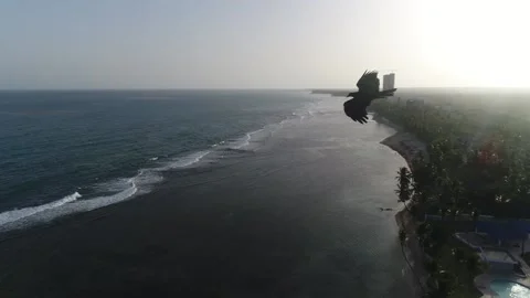 Bird flying in front of drone on the beach Stock Footage 134563305