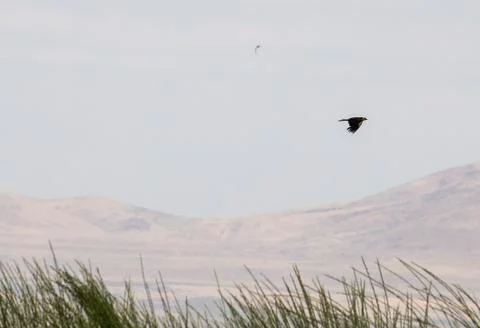 Bird flying in front of a mountain Stock Photos
