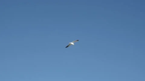 Bird Flying in Front of a Perfectly Blue Sky (4K) 스톡 동영상 154161633