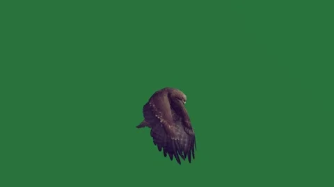 A bird is flying on green screen and in the air through expression emotion Video stock 335147542