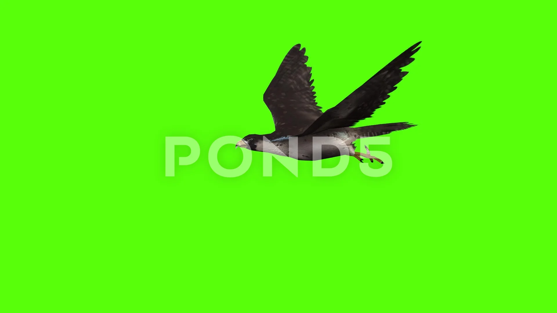 Bird Flying Animation Stock Footage ~ Royalty Free Stock Videos | Pond5