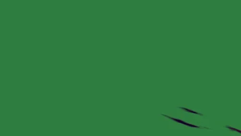 Bird Flying On Green Screen Chroma Key Background Stock-Footage 338018294