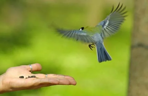 Bird flying to the hand Stock Photos