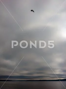 Bird flying high above the Puget Sound Stock Photos
