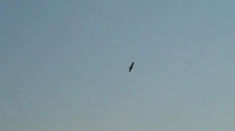 Bird flying high 스톡 동영상 7766427