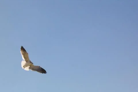 Bird flying high Stock Photos