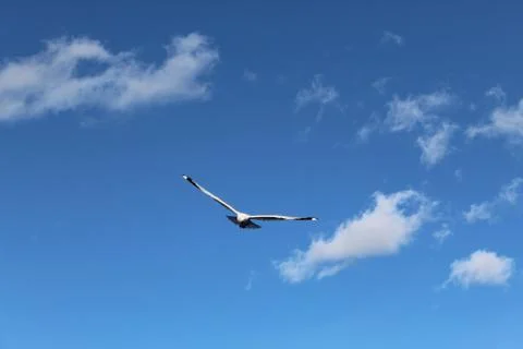 Bird flying high in sky Stock Photos