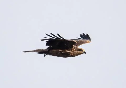 Bird flying high on the wind. Stock Photos